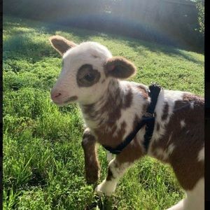 Meet your Posher, Sophie